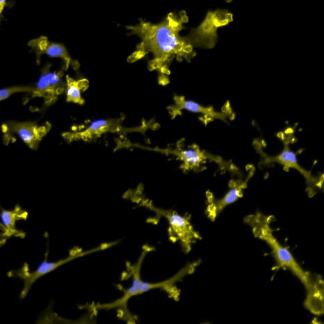 CRISPRi-Ready ioMicroglia | Male
