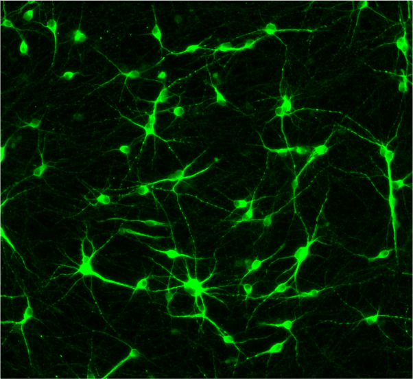 CRISPRko-Ready ioMotor Neurons