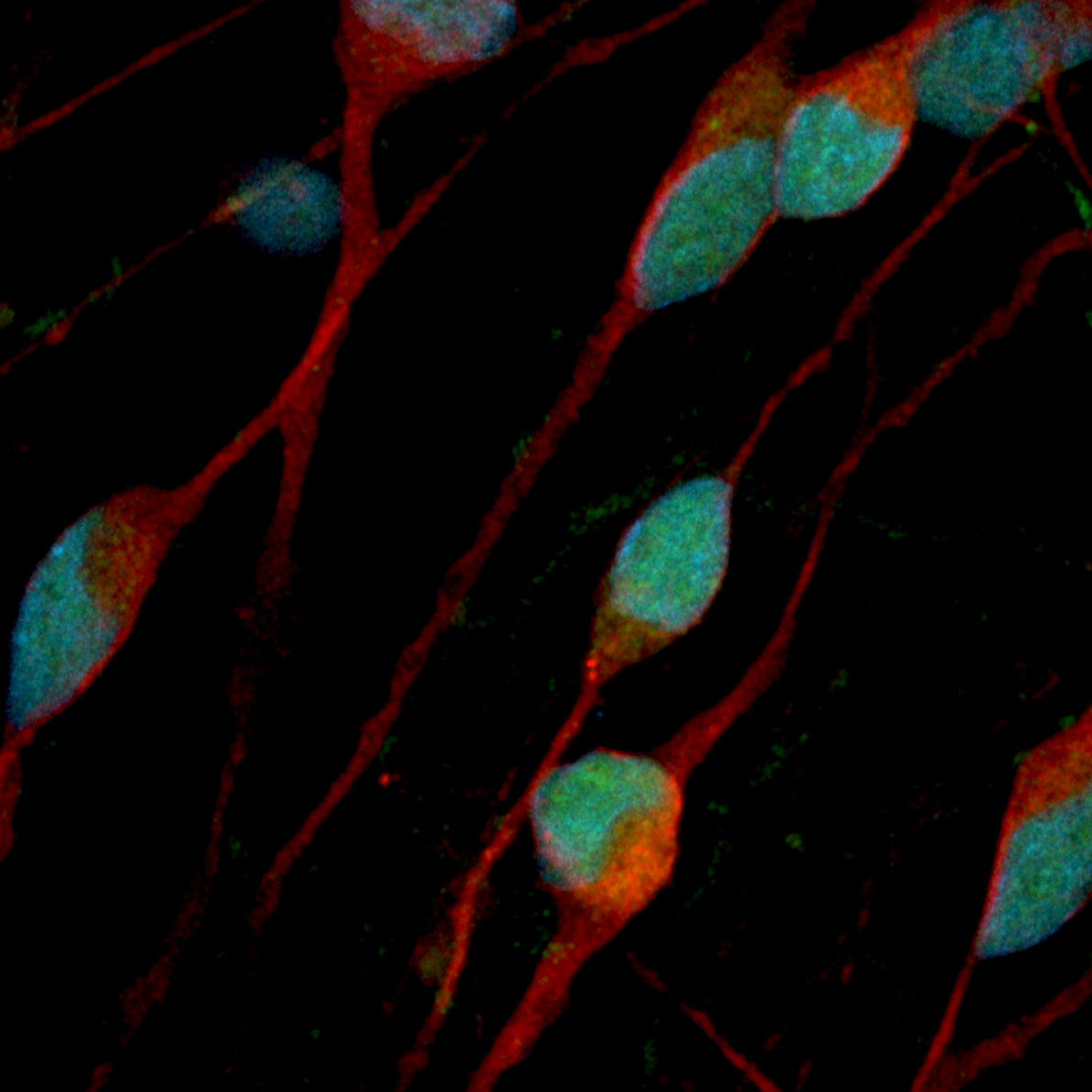 ioGABAergic Neurons