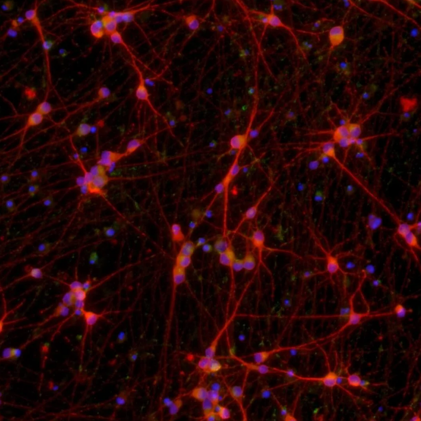 ioGlutamatergic Neurons MAPT N279K/N279K