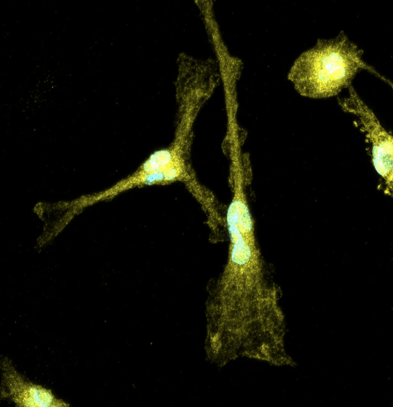 ioMicroglia P2RY12 null/null
