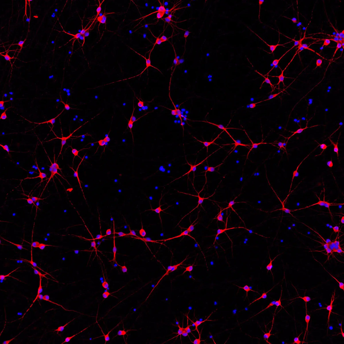ioGlutamatergic Neurons APOE 3/3