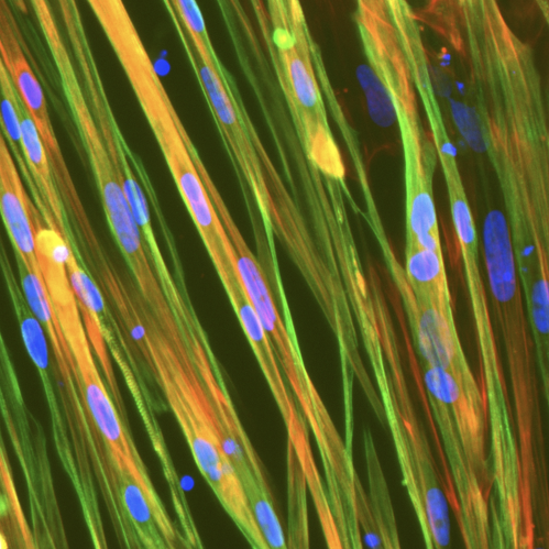 ioSkeletal Myocytes™