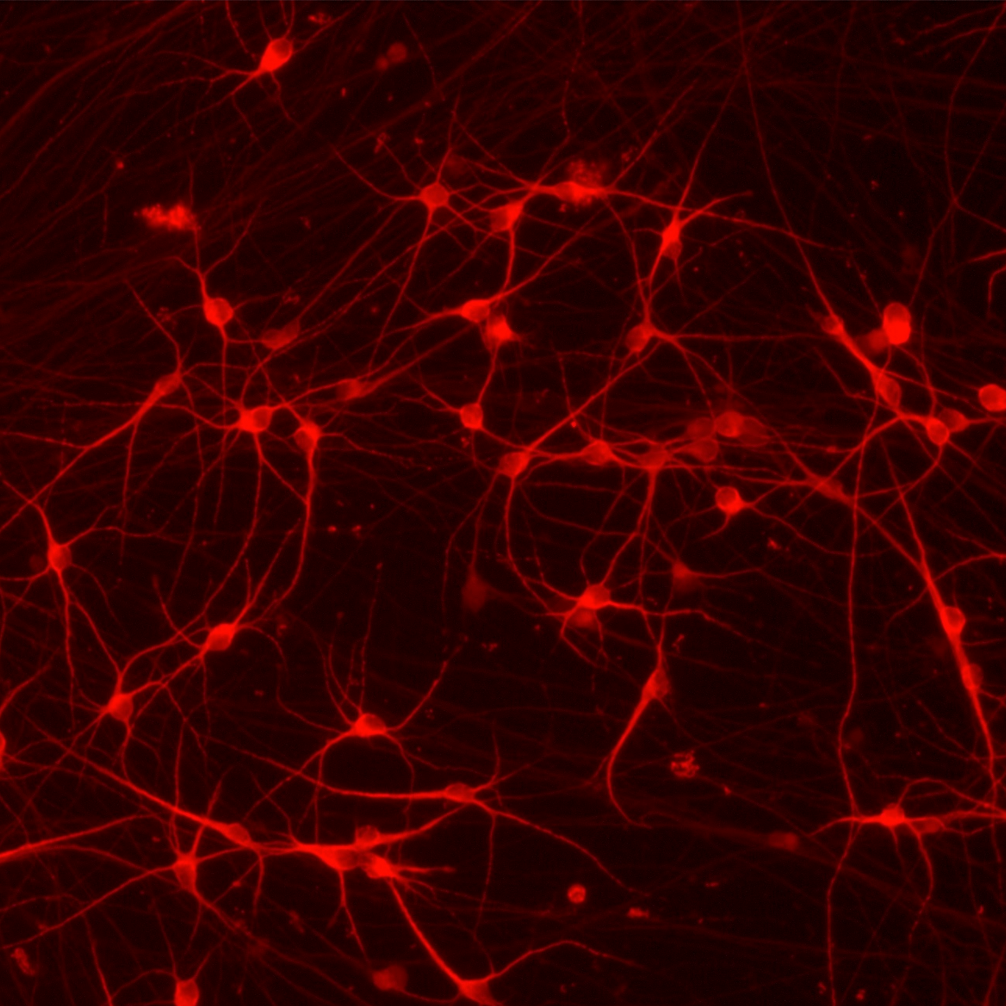 CRISPRko-Ready ioGlutamatergic Neurons