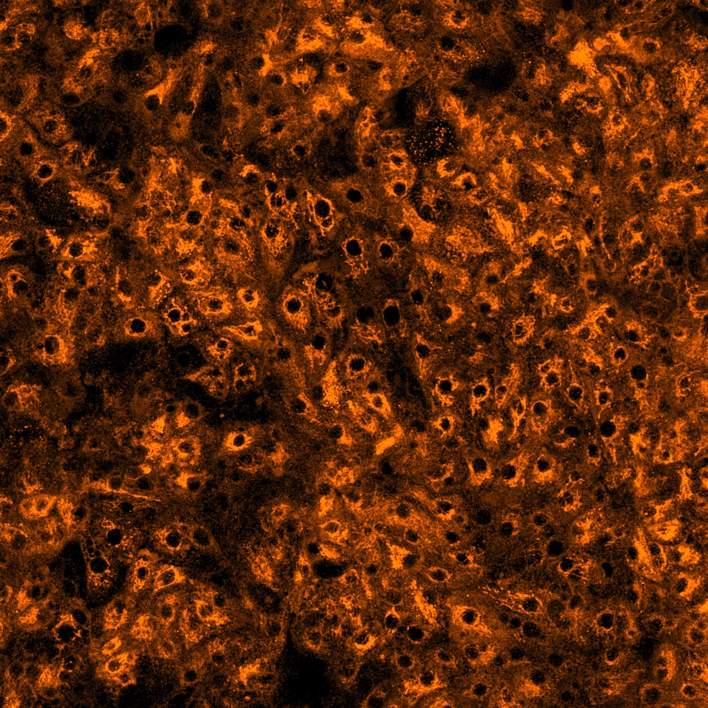 ioHepatocytes Discovery Research