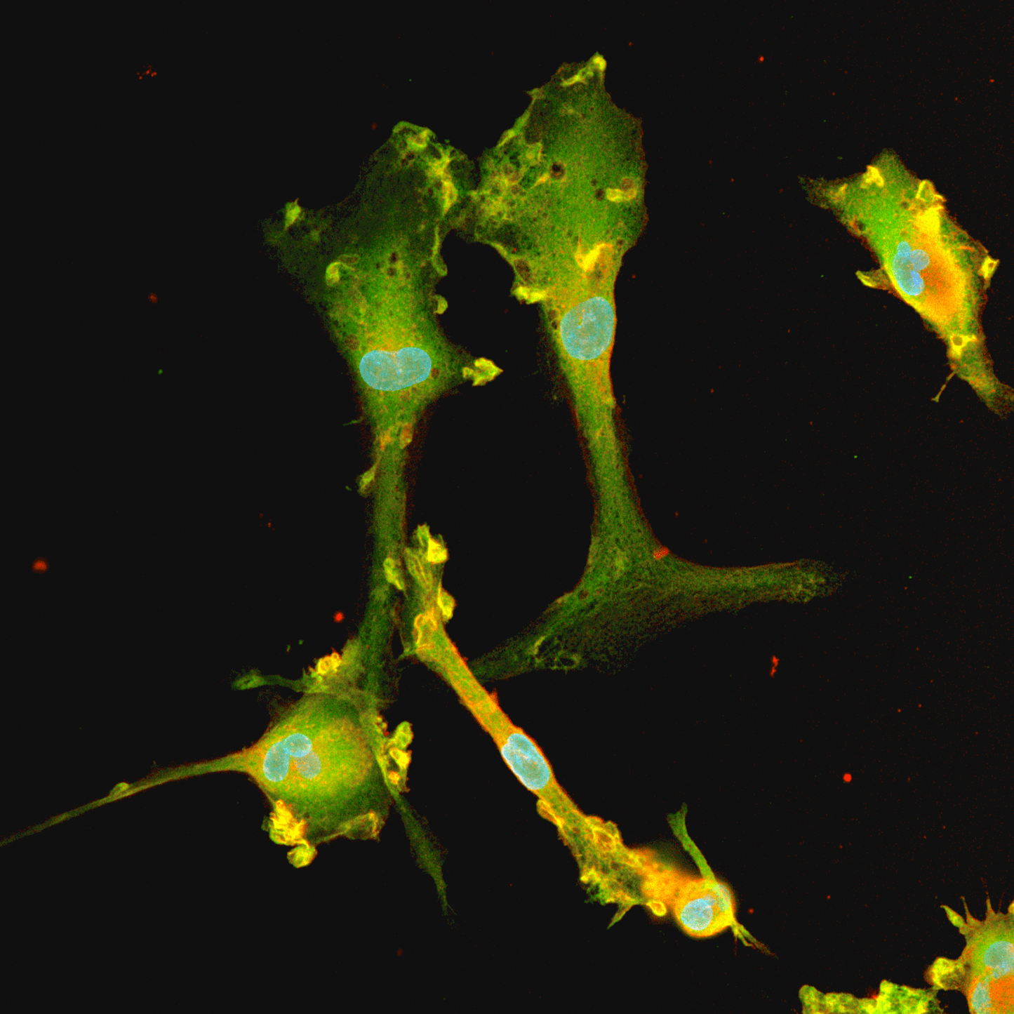 ioMicroglia | Male