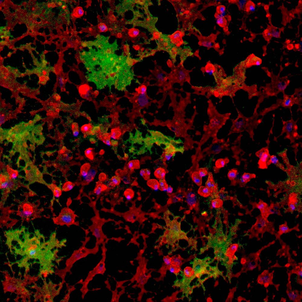 ioOligodendrocyte-like cells