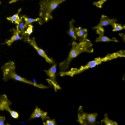 CRISPRa-Ready ioMicroglia | Male