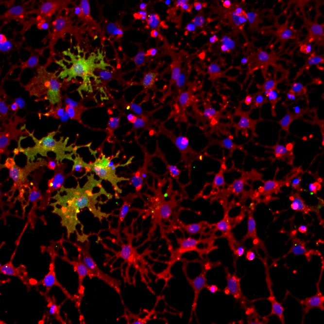 CRISPRko-Ready ioOligodendrocyte-like cells