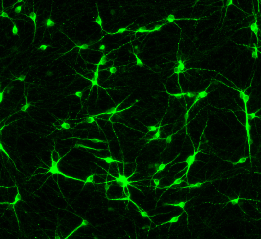 CRISPRko-Ready ioMotor Neurons