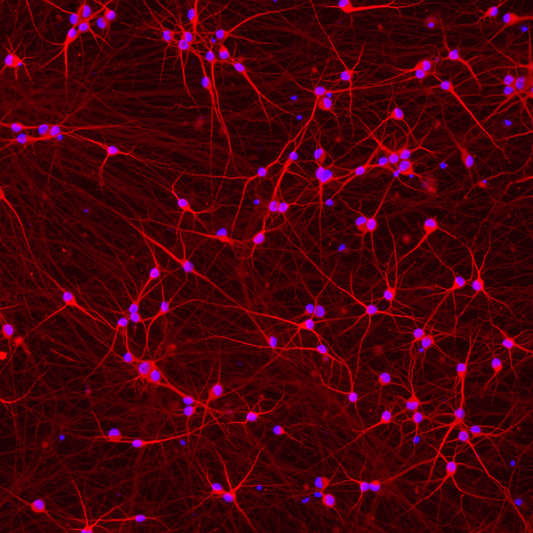 ioGlutamatergic Neurons APP KM670/671NL/WT