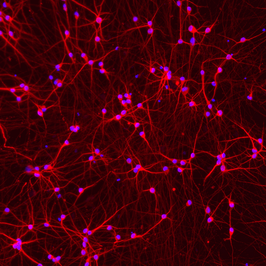 ioGlutamatergic Neurons APP V717I/WT