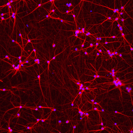 ioGlutamatergic Neurons APP V717I/V717I