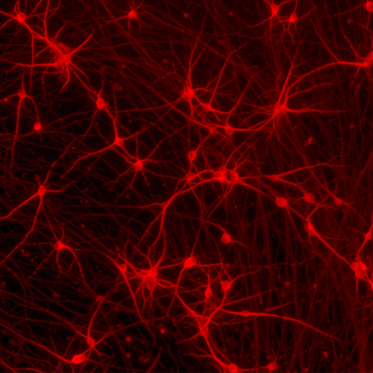 ioGlutamatergic Neurons GBA null/R159W