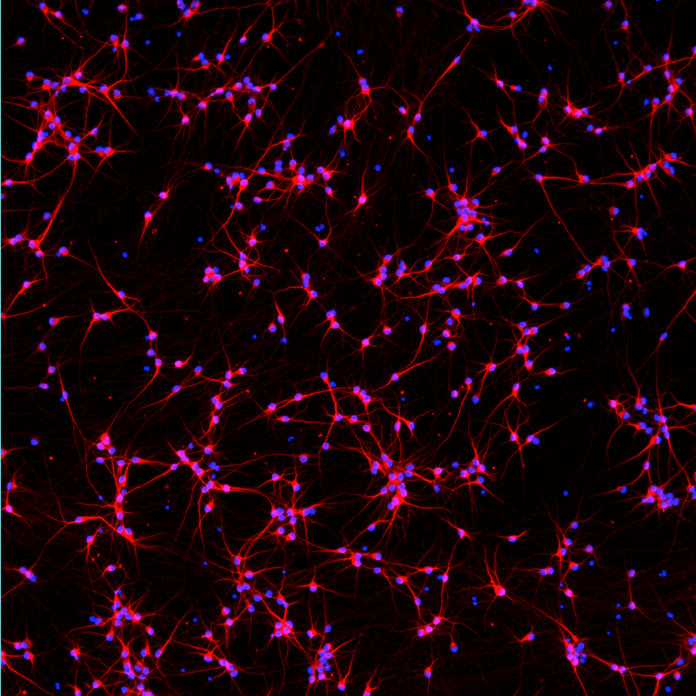 ioGlutamatergic Neurons SNCA A53T/WT