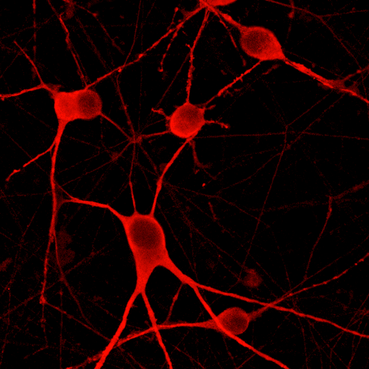ioMotor Neurons™
