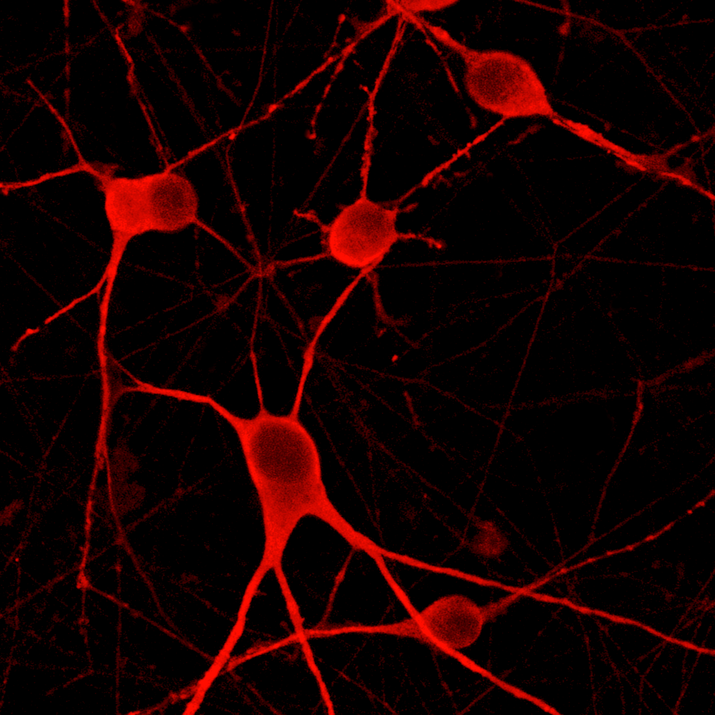 ioMotor Neurons