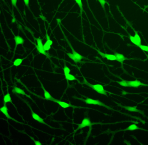 GFP ioGlutamatergic Neurons