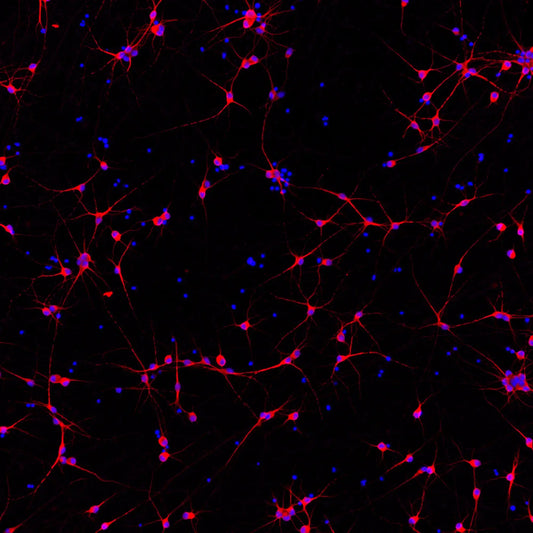 ioGlutamatergic Neurons APOE 3/3