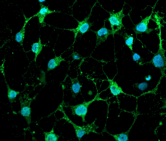 ioOPC-like cells