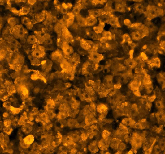 ioHepatocytes