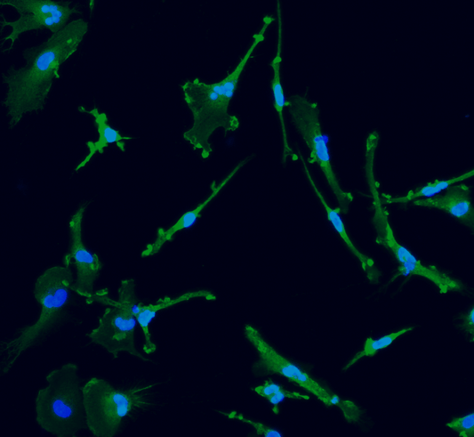 ioMicroglia APOE 4/4 C112R/C112R