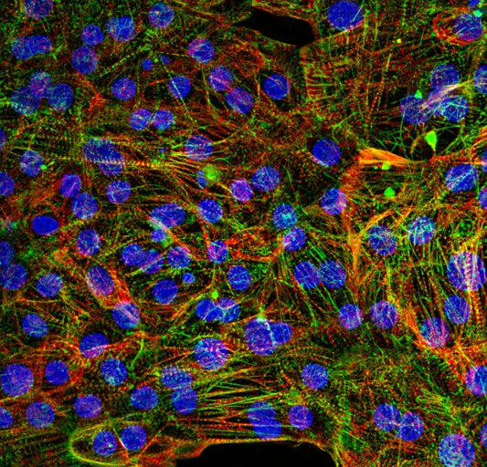 myrCell Atrial Cardiomyocytes