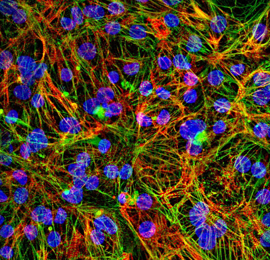 myrCell Ventricular Cardiomyocytes